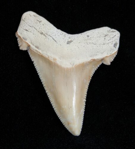 Killer Summerville Angustiden Tooth #1676